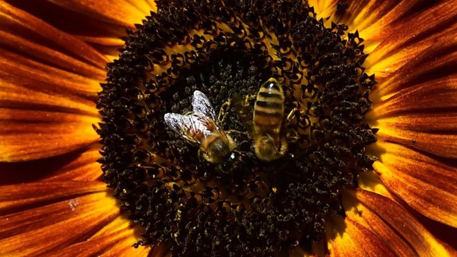 Thảm kịch khi trái đất nóng lên ảnh 8