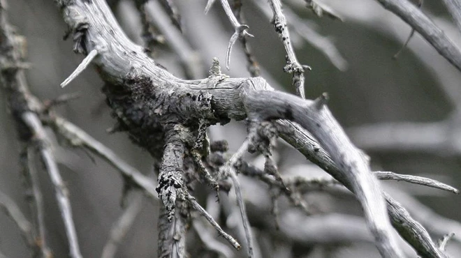 Thảm kịch khi trái đất nóng lên ảnh 6