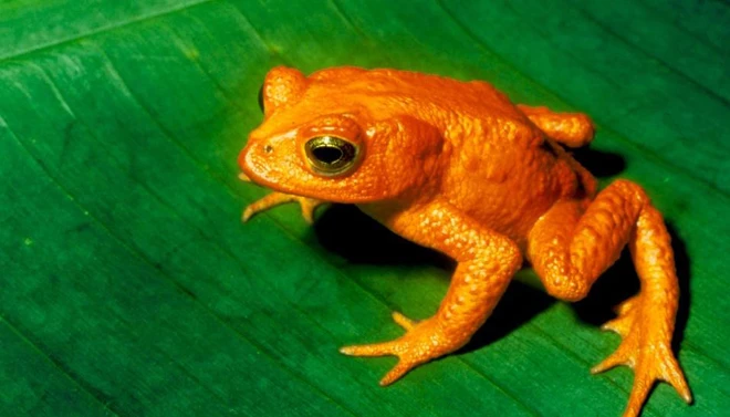 Thảm kịch khi trái đất nóng lên ảnh 9