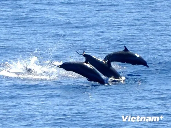Cá heo điên cuồng “bao vây” và tấn công 5 người ở bãi biển ảnh 1 Cá heo điên cuồng “bao vây” và tấn công 5 người ở bãi biển ảnh 1