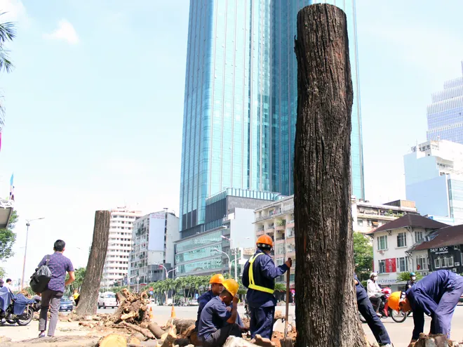 Hot: Sài Gòn lại sắp chia tay hàng cây trăm tuổi ảnh 11