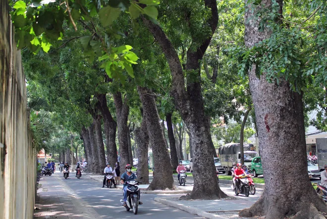 Hot: Sài Gòn lại sắp chia tay hàng cây trăm tuổi ảnh 10