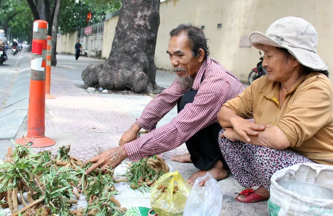 Hot: Sài Gòn lại sắp chia tay hàng cây trăm tuổi ảnh 7