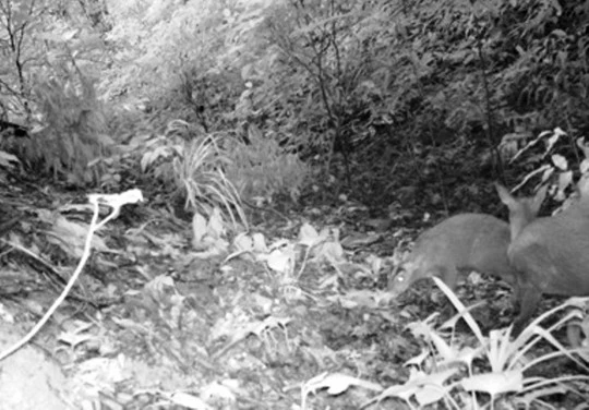 Loài Mang Rooseveltorum có trong sách đỏ được cho đã tuyệt chủng 85 năm trước được tìm thấy ở Khu bảo tồn thiên nhiên Xuân Liên