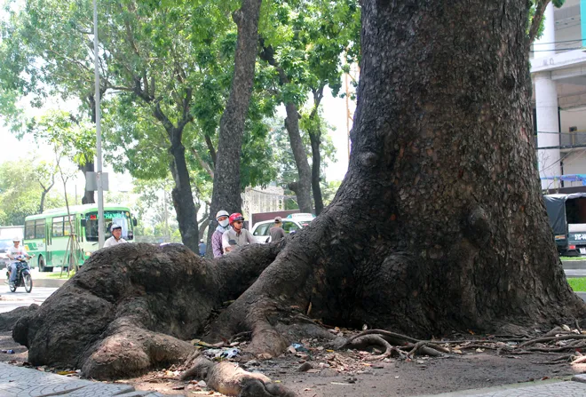 Hot: Sài Gòn lại sắp chia tay hàng cây trăm tuổi ảnh 4