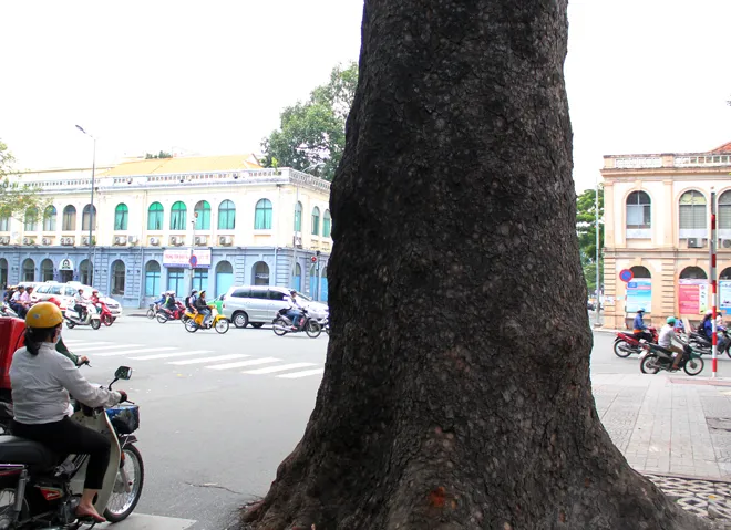 Hot: Sài Gòn lại sắp chia tay hàng cây trăm tuổi ảnh 9