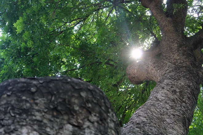 Hot: Sài Gòn lại sắp chia tay hàng cây trăm tuổi ảnh 2