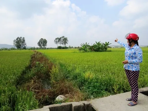 Theo chị Thuyến, nhóm đối tượng trộm cắp trâu của gia đình chị sau khi đưa đàn trâu ra, đi theo bờ ruộng này lên bờ đê sông Lạch Tray, sau đó chuyển lên xe tải đưa đi tiêu thụ. Ảnh:Giang Chinh. trau2-4313-1412430488.jpg