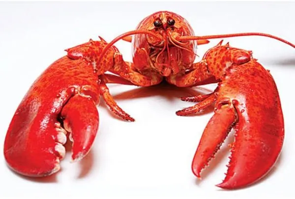 5 loài động vật “trường sinh bất lão” không hề xa lạ 1