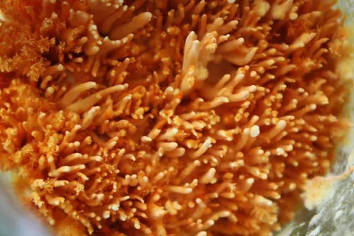 Đông trùng hạ thảo bạc tỷ chỉ có giá 7 triệu đồng/kg ở VN ảnh 11 - 11