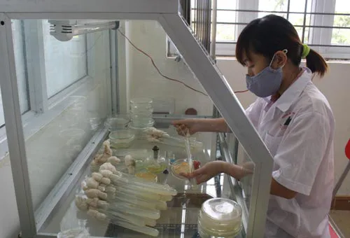 Đông trùng hạ thảo bạc tỷ chỉ có giá 7 triệu đồng/kg ở VN ảnh 12 - 12