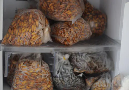 Đông trùng hạ thảo bạc tỷ chỉ có giá 7 triệu đồng/kg ở VN ảnh 3 - 3