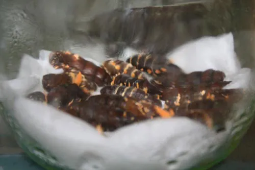 Đông trùng hạ thảo bạc tỷ chỉ có giá 7 triệu đồng/kg ở VN ảnh 4 - 4