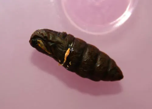 Đông trùng hạ thảo bạc tỷ chỉ có giá 7 triệu đồng/kg ở VN ảnh 5 - 5