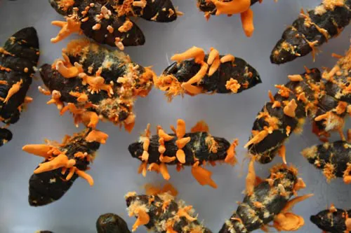 Đông trùng hạ thảo bạc tỷ chỉ có giá 7 triệu đồng/kg ở VN ảnh 6 - 6