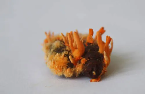 Đông trùng hạ thảo bạc tỷ chỉ có giá 7 triệu đồng/kg ở VN ảnh 7 - 7