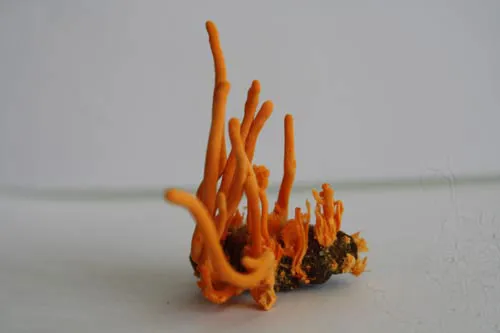 Đông trùng hạ thảo bạc tỷ chỉ có giá 7 triệu đồng/kg ở VN ảnh 9 - 9