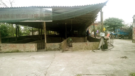 Khu chợ trung chuyển lợn đìu hiu vì dân buôn bị đầu gấu đe dọa, không dám đến.