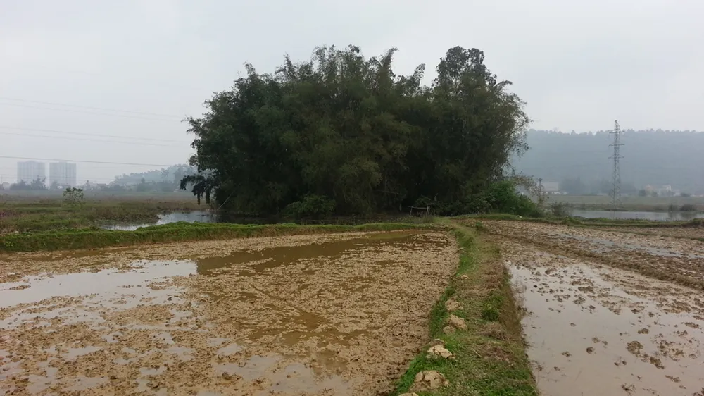 Đôi vợ chồng hơn 40 năm sống ẩn dật như “người rừng” ảnh 1