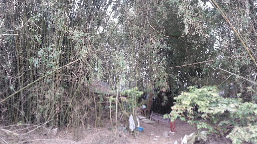 Đôi vợ chồng hơn 40 năm sống ẩn dật như “người rừng” ảnh 2