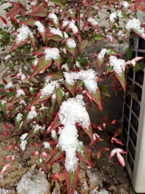 Hình ảnh tuyết rơi dày ở Sapa ảnh 2 - 2