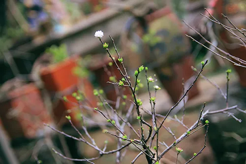 Ngắm mai trắng giá tiền triệu giữa Thủ đô ảnh 2 - 2