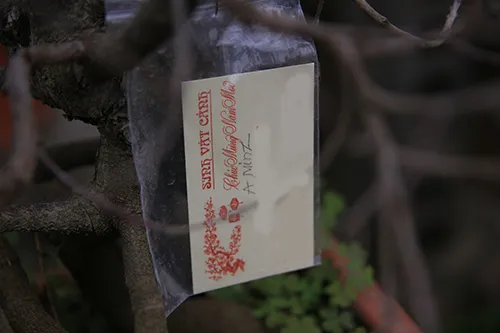 Ngắm mai trắng giá tiền triệu giữa Thủ đô ảnh 13 - 13