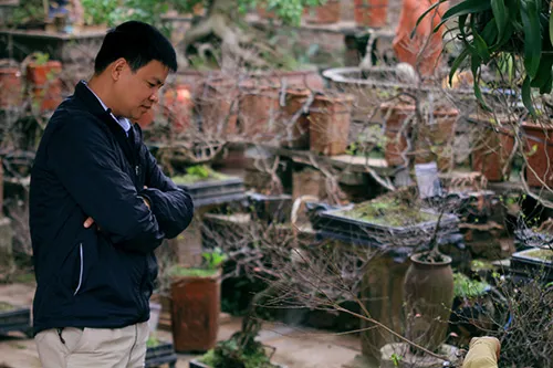 Ngắm mai trắng giá tiền triệu giữa Thủ đô ảnh 14 - 14