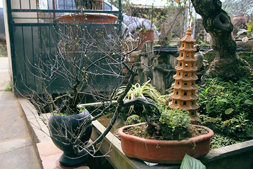 Ngắm mai trắng giá tiền triệu giữa Thủ đô ảnh 5 - 5