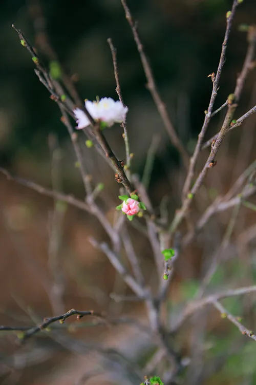Ngắm mai trắng giá tiền triệu giữa Thủ đô ảnh 9 - 9