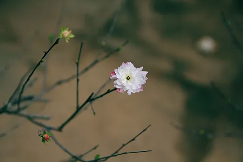 Ngắm mai trắng giá tiền triệu giữa Thủ đô ảnh 10 - 10