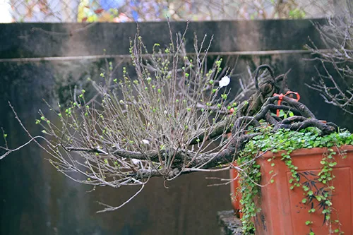 Ngắm mai trắng giá tiền triệu giữa Thủ đô ảnh 6 - 6