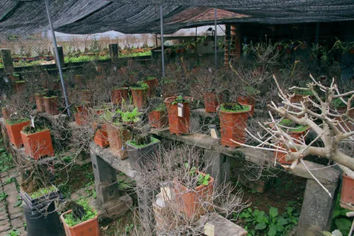 Ngắm mai trắng giá tiền triệu giữa Thủ đô ảnh 1 - 1