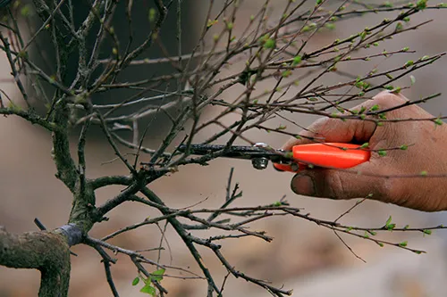 Ngắm mai trắng giá tiền triệu giữa Thủ đô ảnh 16 - 16