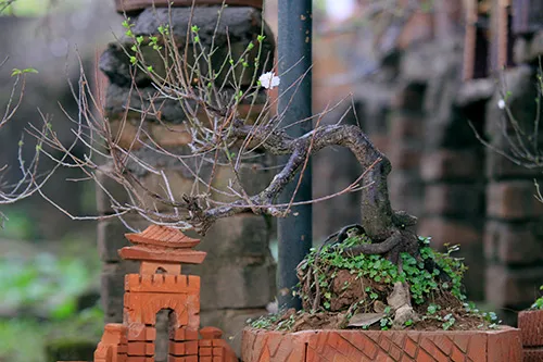 Ngắm mai trắng giá tiền triệu giữa Thủ đô ảnh 17 - 17