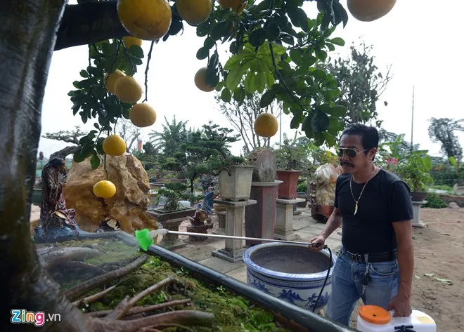 Cây bưởi 68 quả dáng cổ thụ độc trăm triệu chưa bán 4 Cây bưởi 68 quả dáng cổ thụ độc trăm triệu chưa bán 4