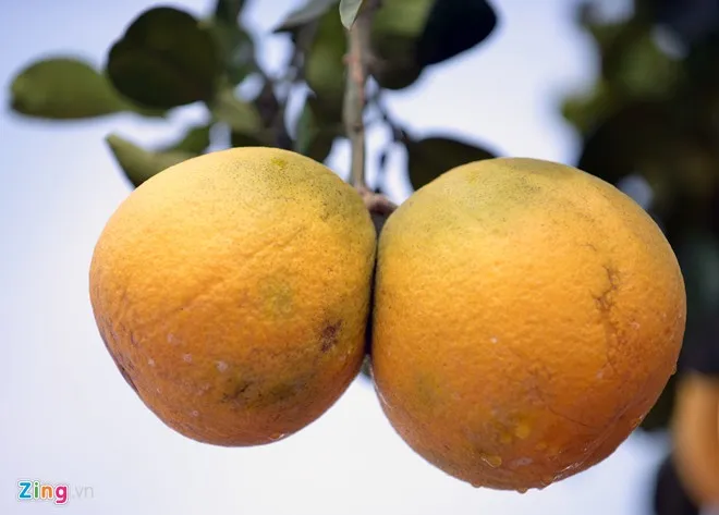 Cây bưởi 68 quả dáng cổ thụ độc trăm triệu chưa bán 6 Cây bưởi 68 quả dáng cổ thụ độc trăm triệu chưa bán 6