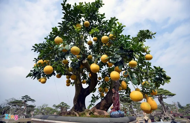 Cây bưởi 68 quả dáng cổ thụ độc trăm triệu chưa bán 1 Cây bưởi 68 quả dáng cổ thụ độc trăm triệu chưa bán 1