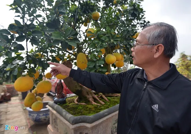 Cây bưởi 68 quả dáng cổ thụ độc trăm triệu chưa bán 7 Cây bưởi 68 quả dáng cổ thụ độc trăm triệu chưa bán 7