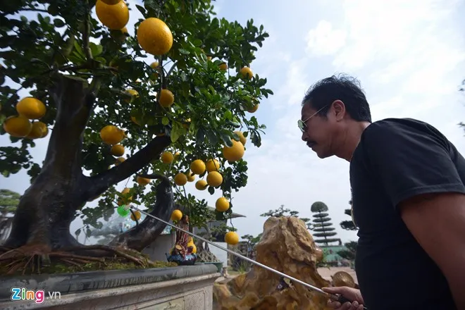 Cây bưởi 68 quả dáng cổ thụ độc trăm triệu chưa bán 5 Cây bưởi 68 quả dáng cổ thụ độc trăm triệu chưa bán 5