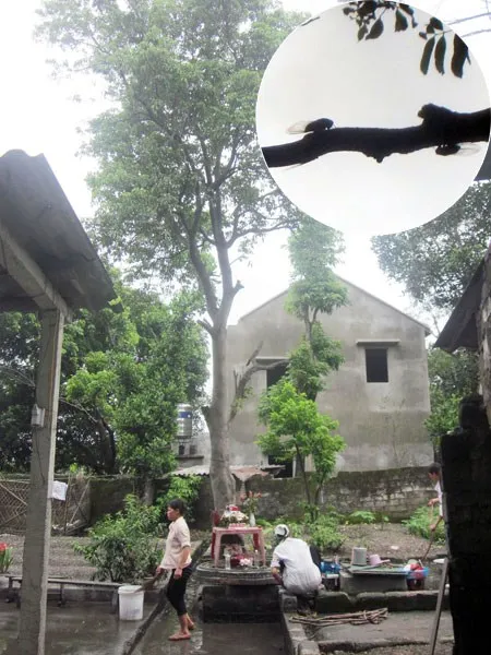 Thực hư câu chuyện về cây vải biết “than khóc” ảnh 1