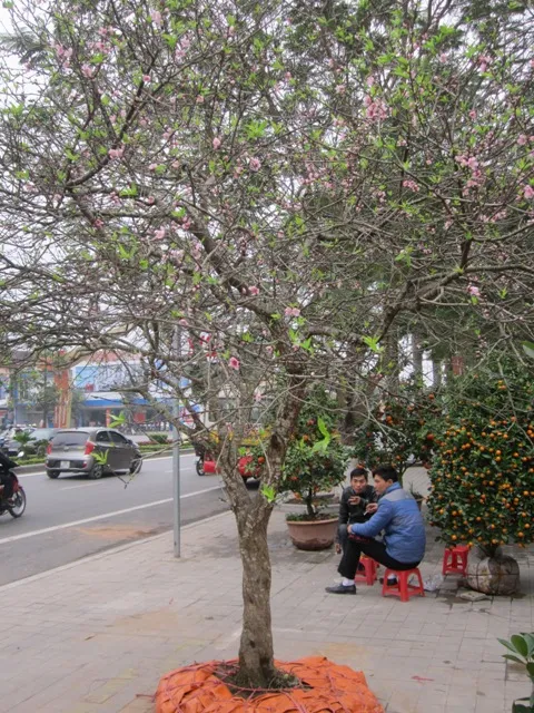 Đào có cả hoa, nụ và lộc.