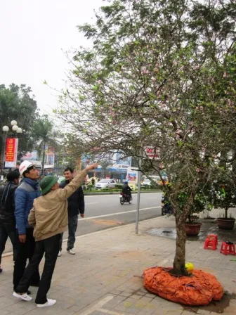 Cây đào phai được rao bán với giá gần 70 triệu đồng.