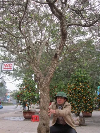 Chu vi thân cây khoảng 70cm.