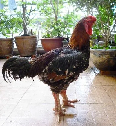 Gà huyền thoại được biếu nhiều người không lỡ làm thịt