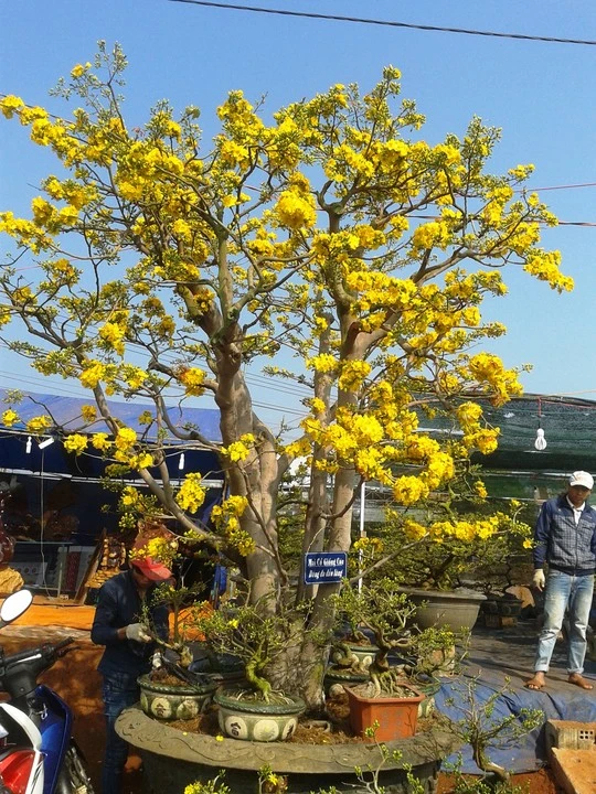 Cây mai cổ giống cúc ở Pleiku nở hoa rực rỡ Ảnh: Hoàng Thanh