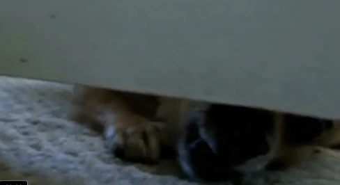 Đi tù và bị phạt 20 triệu đồng vì... chó giết gà hàng xóm ảnh 2