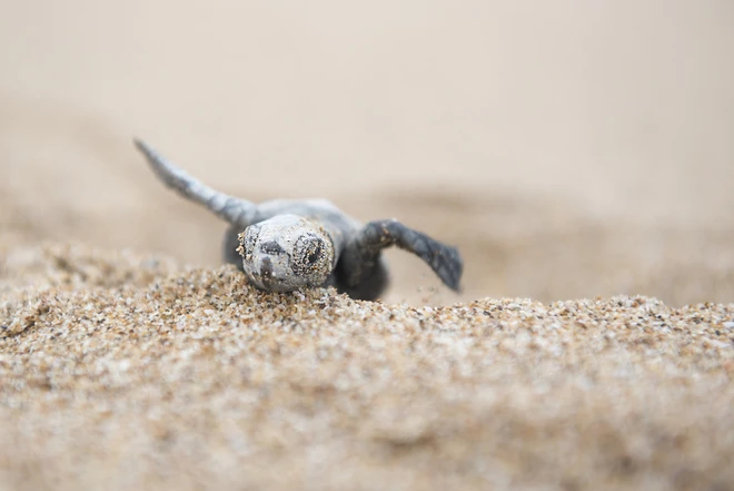 Rùa non Glapagos quý hiếm lần đầu chào đời sau hơn 100 năm ảnh 4