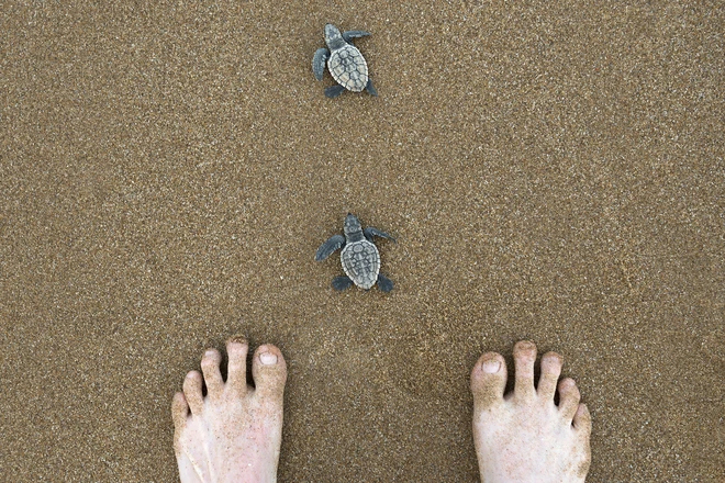 Rùa non Glapagos quý hiếm lần đầu chào đời sau hơn 100 năm ảnh 5