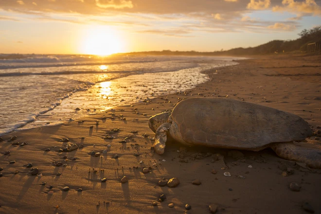 Rùa non Glapagos quý hiếm lần đầu chào đời sau hơn 100 năm ảnh 1